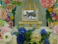 小美玉市愛猫にごちゃん