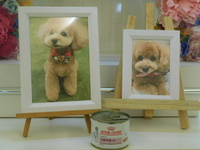 常陸太田市愛犬メグちゃん