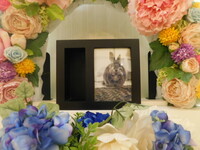 日立市愛兎リリアンちゃん