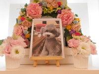 水戸市愛犬チョコちゃん