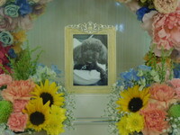 水戸市愛犬クックちゃん