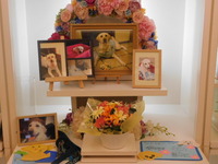 北茨城市愛犬ラブちゃん