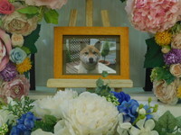 水戸市愛犬かぶとちゃん