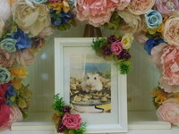 水戸市ハムスター・プリンちゃん