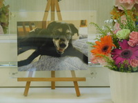 茨城町愛犬みくちゃん