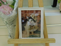 水戸市愛猫琥珀ちゃん