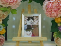 常陸大宮市愛猫もちこちゃん