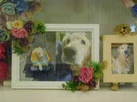 那珂市愛犬レイちゃん