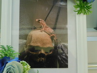 笠間市のニシアフリカトカゲモドキ・なぎちゃん