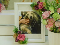 ひたちなか市愛犬さくらちゃん