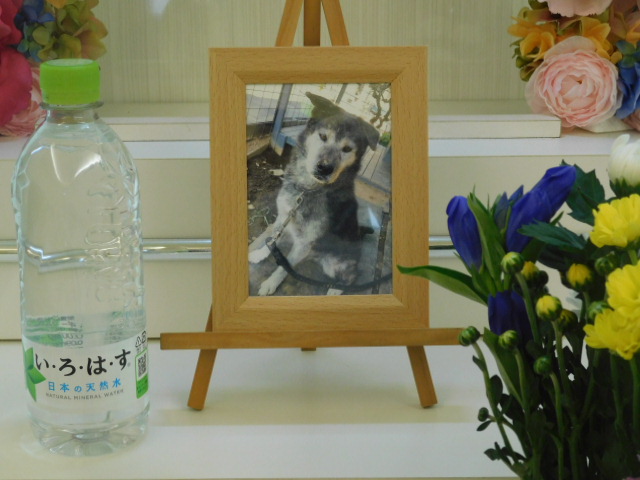 安永家デブちゃん.JPG