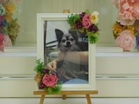 常陸大宮市愛犬修（しゅう）ちゃん