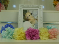 水戸市ハムスター・タピオカちゃん