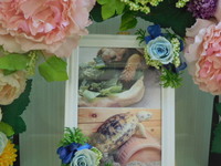 東海村パンケーキリクガメ萌菜花（モナカ）ちゃん