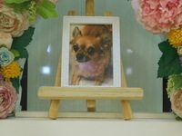 水戸市愛犬ココちゃん