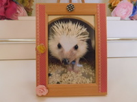 常陸太田市ハリネズミ・みたらしちゃん