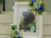 茨城町愛犬アルちゃん