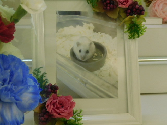 清水家がんちゃん.JPG