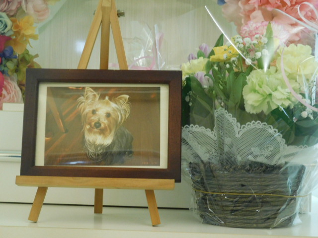 荻津家愛犬ミッフィー.JPG