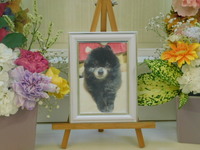 茨城町愛犬くまちゃん