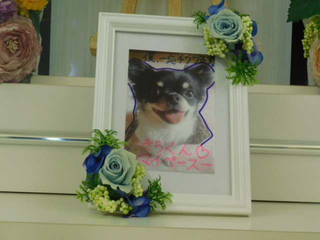 関谷家愛犬大空.JPG
