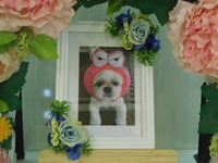 小美玉市愛犬レオちゃん