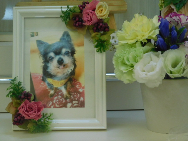 中田家愛犬いちご.JPG