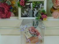 水戸市愛猫はなちゃん