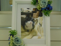 笠間市愛猫あんずちゃん