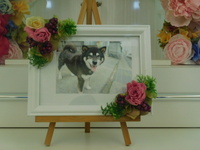 日立市愛犬ヒメちゃん