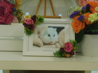 水戸市ハムスター・フブキちゃん