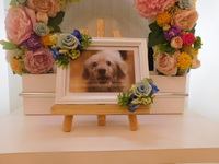 水戸市愛犬ちょこちゃん