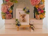 水戸市愛犬チャーキーちゃん