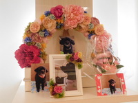 ひたちなか市愛犬アルテイシアちゃん