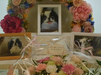 ひたちなか市愛犬伽羅ちゃん