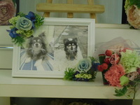 水戸市愛犬うらんちゃん