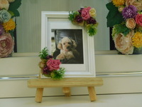 水戸市愛犬ラブちゃん