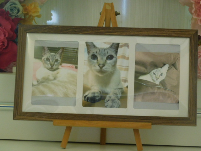 桑名家愛猫こまち.JPG