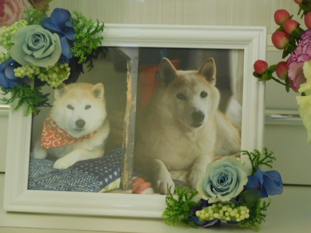 篠原家愛犬小梅.JPG