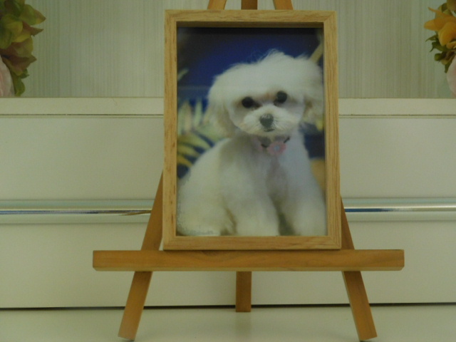 荻野家ジョリーンちゃん.JPG