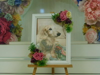 水戸市愛犬アムールちゃん