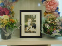 水戸市愛犬タロウちゃん