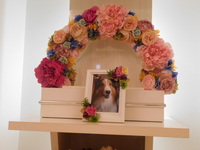 水戸市愛犬レナスティアちゃん