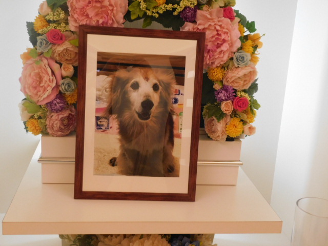 鈴木家愛犬サンティー.JPG