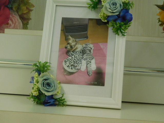 青木家愛犬マロン.JPG