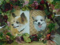 日立市愛犬ちびちゃん