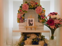 水戸市愛猫レオちゃん