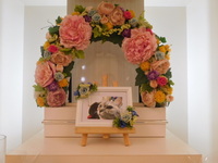 城里町愛猫かいちゃん