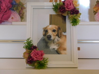 水戸市愛犬チップちゃん