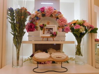 常陸太田市愛猫ニャーちゃん